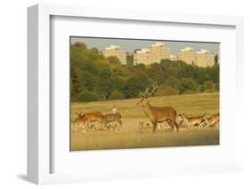 Red Deer (Cervus Elaphus) in Richmond Park with Roehampton Flats in Background, London, England, UK-Terry Whittaker-Framed Photographic Print