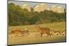 Red Deer (Cervus Elaphus) in Richmond Park with Roehampton Flats in Background, London, England, UK-Terry Whittaker-Mounted Photographic Print