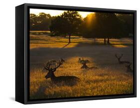 Red Deer, Cervus Elaphus, Resting on a Summer Evening-Alex Saberi-Framed Stretched Canvas