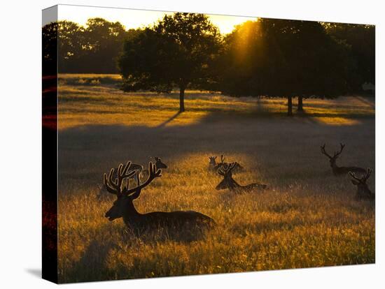 Red Deer, Cervus Elaphus, Resting on a Summer Evening-Alex Saberi-Stretched Canvas