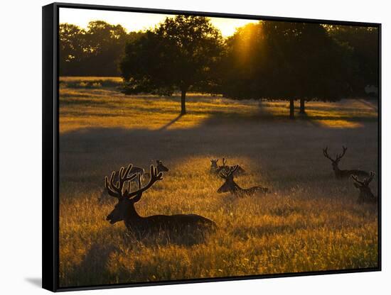 Red Deer, Cervus Elaphus, Resting on a Summer Evening-Alex Saberi-Framed Stretched Canvas