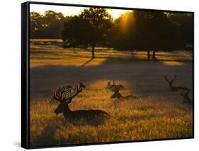 Red Deer, Cervus Elaphus, Resting on a Summer Evening-Alex Saberi-Framed Stretched Canvas