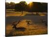 Red Deer, Cervus Elaphus, Resting on a Summer Evening-Alex Saberi-Stretched Canvas