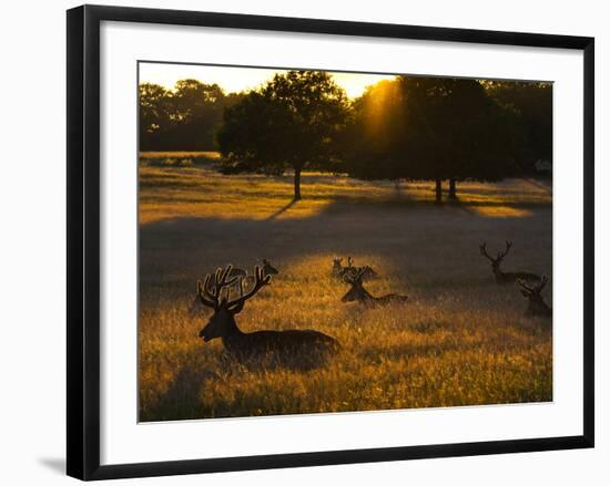 Red Deer, Cervus Elaphus, Resting on a Summer Evening-Alex Saberi-Framed Photographic Print