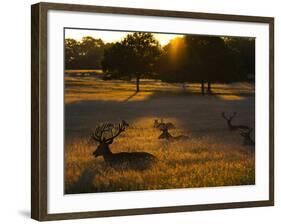 Red Deer, Cervus Elaphus, Resting on a Summer Evening-Alex Saberi-Framed Photographic Print