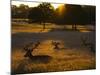 Red Deer, Cervus Elaphus, Resting on a Summer Evening-Alex Saberi-Mounted Photographic Print