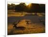 Red Deer, Cervus Elaphus, Resting on a Summer Evening-Alex Saberi-Framed Photographic Print