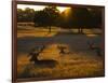 Red Deer, Cervus Elaphus, Resting on a Summer Evening-Alex Saberi-Framed Photographic Print