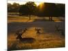 Red Deer, Cervus Elaphus, Resting on a Summer Evening-Alex Saberi-Mounted Photographic Print