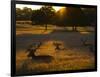 Red Deer, Cervus Elaphus, Resting on a Summer Evening-Alex Saberi-Framed Photographic Print