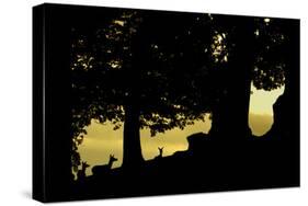 Red Deer (Cervus Elaphus) Silhouette of Hinds at Dusk in Woodland Glade at Dusk, Leicestershire, UK-Danny Green-Stretched Canvas