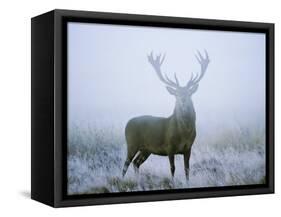 Red Deer (Cervus Elaphus) Stag at Dawn During Rut in September, UK, Europe-David Tipling-Framed Stretched Canvas