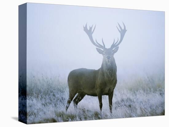 Red Deer (Cervus Elaphus) Stag at Dawn During Rut in September, UK, Europe-David Tipling-Stretched Canvas