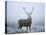 Red Deer (Cervus Elaphus) Stag at Dawn During Rut in September, UK, Europe-David Tipling-Stretched Canvas