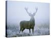 Red Deer (Cervus Elaphus) Stag at Dawn During Rut in September, UK, Europe-David Tipling-Stretched Canvas