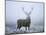 Red Deer (Cervus Elaphus) Stag at Dawn During Rut in September, UK, Europe-David Tipling-Mounted Photographic Print