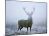 Red Deer (Cervus Elaphus) Stag at Dawn During Rut in September, UK, Europe-David Tipling-Mounted Photographic Print