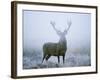 Red Deer (Cervus Elaphus) Stag at Dawn During Rut in September, UK, Europe-David Tipling-Framed Photographic Print