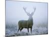 Red Deer (Cervus Elaphus) Stag at Dawn During Rut in September, UK, Europe-David Tipling-Mounted Photographic Print