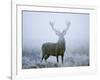 Red Deer (Cervus Elaphus) Stag at Dawn During Rut in September, UK, Europe-David Tipling-Framed Photographic Print