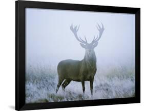 Red Deer (Cervus Elaphus) Stag at Dawn During Rut in September, UK, Europe-David Tipling-Framed Photographic Print