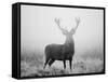 Red Deer (Cervus Elaphus) Stag at Dawn During Rut in September, UK, Europe-David Tipling-Framed Stretched Canvas