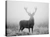 Red Deer (Cervus Elaphus) Stag at Dawn During Rut in September, UK, Europe-David Tipling-Stretched Canvas