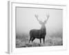 Red Deer (Cervus Elaphus) Stag at Dawn During Rut in September, UK, Europe-David Tipling-Framed Photographic Print