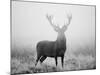 Red Deer (Cervus Elaphus) Stag at Dawn During Rut in September, UK, Europe-David Tipling-Mounted Photographic Print