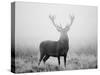 Red Deer (Cervus Elaphus) Stag at Dawn During Rut in September, UK, Europe-David Tipling-Stretched Canvas