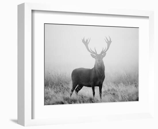 Red Deer (Cervus Elaphus) Stag at Dawn During Rut in September, UK, Europe-David Tipling-Framed Photographic Print