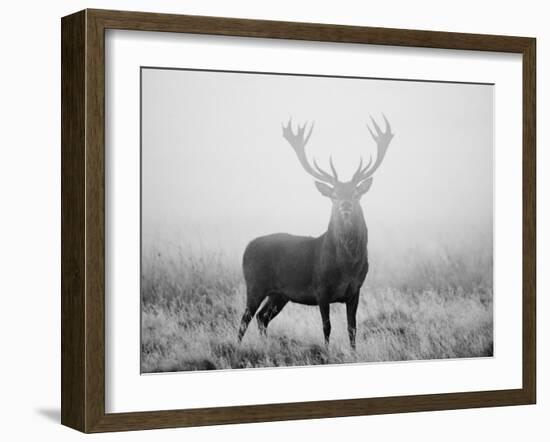 Red Deer (Cervus Elaphus) Stag at Dawn During Rut in September, UK, Europe-David Tipling-Framed Photographic Print