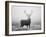 Red Deer (Cervus Elaphus) Stag at Dawn During Rut in September, UK, Europe-David Tipling-Framed Photographic Print