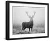 Red Deer (Cervus Elaphus) Stag at Dawn During Rut in September, UK, Europe-David Tipling-Framed Photographic Print