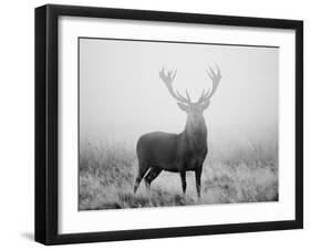 Red Deer (Cervus Elaphus) Stag at Dawn During Rut in September, UK, Europe-David Tipling-Framed Photographic Print