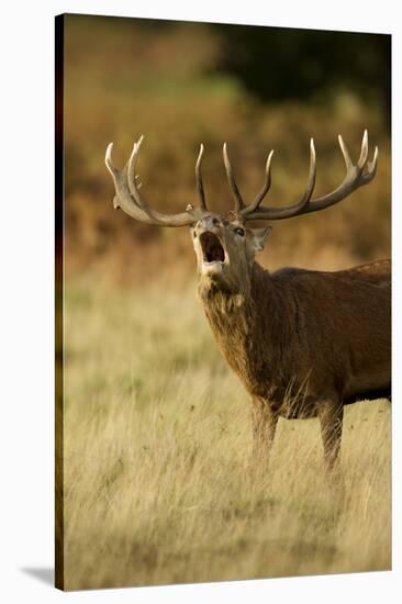 Red Deer (Cervus Elaphus) Stag Bellowing During Autumn Rut, Richmond Park, London, England-Danny Green-Stretched Canvas