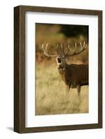 Red Deer (Cervus Elaphus) Stag Bellowing During Autumn Rut, Richmond Park, London, England-Danny Green-Framed Photographic Print