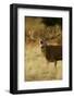 Red Deer (Cervus Elaphus) Stag Bellowing During Autumn Rut, Richmond Park, London, England-Danny Green-Framed Photographic Print