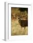 Red Deer (Cervus Elaphus) Stag Bellowing During Autumn Rut, Richmond Park, London, England-Danny Green-Framed Photographic Print