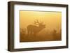 Red Deer (Cervus Elaphus) Stag Bellowing in Mist at Sunrise, Rutting Season, Bushy Park, London, UK-Terry Whittaker-Framed Photographic Print