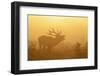 Red Deer (Cervus Elaphus) Stag Bellowing in Mist at Sunrise, Rutting Season, Bushy Park, London, UK-Terry Whittaker-Framed Photographic Print