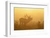 Red Deer (Cervus Elaphus) Stag Bellowing in Mist at Sunrise, Rutting Season, Bushy Park, London, UK-Terry Whittaker-Framed Photographic Print