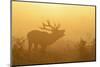 Red Deer (Cervus Elaphus) Stag Bellowing in Mist at Sunrise, Rutting Season, Bushy Park, London, UK-Terry Whittaker-Mounted Photographic Print