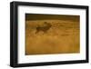 Red Deer (Cervus Elaphus) Stag Calling at Sunset During Rut, Klampenborg Dyrehaven, Denmark-Möllers-Framed Photographic Print