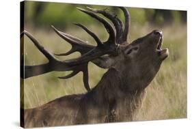 Red Deer (Cervus Elaphus) Stag Calling During Rut, Klampenborg Dyrehaven, Denmark, September 2008-Möllers-Stretched Canvas