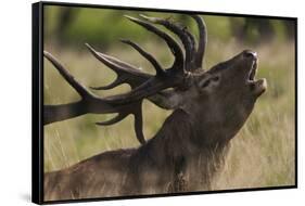 Red Deer (Cervus Elaphus) Stag Calling During Rut, Klampenborg Dyrehaven, Denmark, September 2008-Möllers-Framed Stretched Canvas