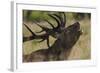 Red Deer (Cervus Elaphus) Stag Calling During Rut, Klampenborg Dyrehaven, Denmark, September 2008-Möllers-Framed Photographic Print