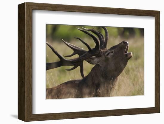 Red Deer (Cervus Elaphus) Stag Calling During Rut, Klampenborg Dyrehaven, Denmark, September 2008-Möllers-Framed Photographic Print