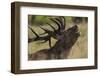 Red Deer (Cervus Elaphus) Stag Calling During Rut, Klampenborg Dyrehaven, Denmark, September 2008-Möllers-Framed Photographic Print