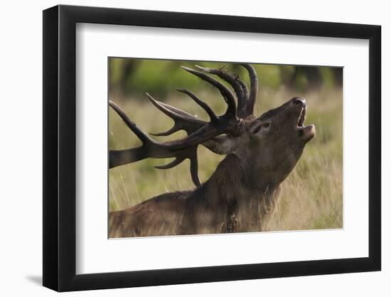 Red Deer (Cervus Elaphus) Stag Calling During Rut, Klampenborg Dyrehaven, Denmark, September 2008-Möllers-Framed Photographic Print